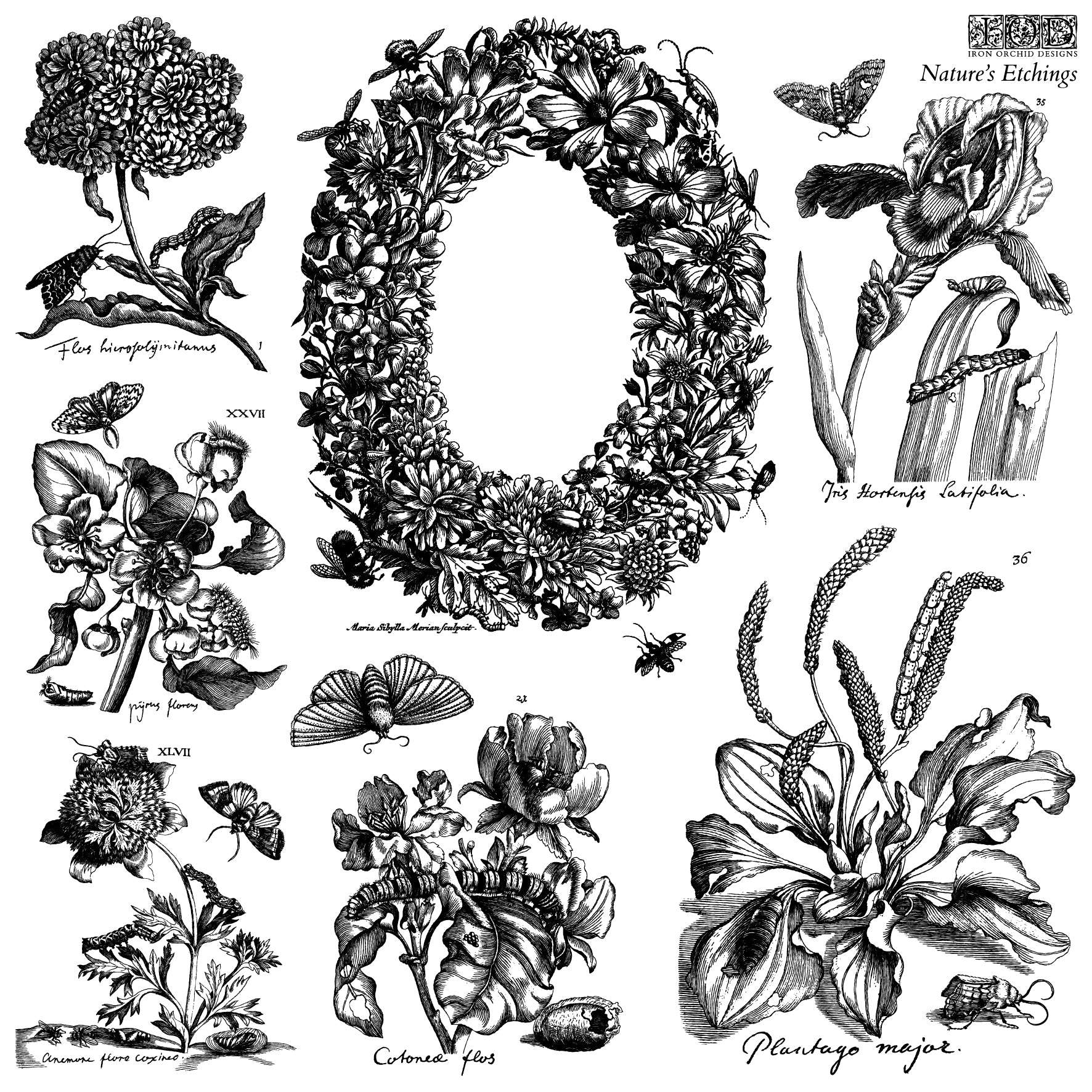 Nature's Etchings IOD 12x12 stamp (2 sheets)