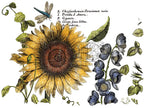 Botanist's Journal IOD transfer 12"x16" pad