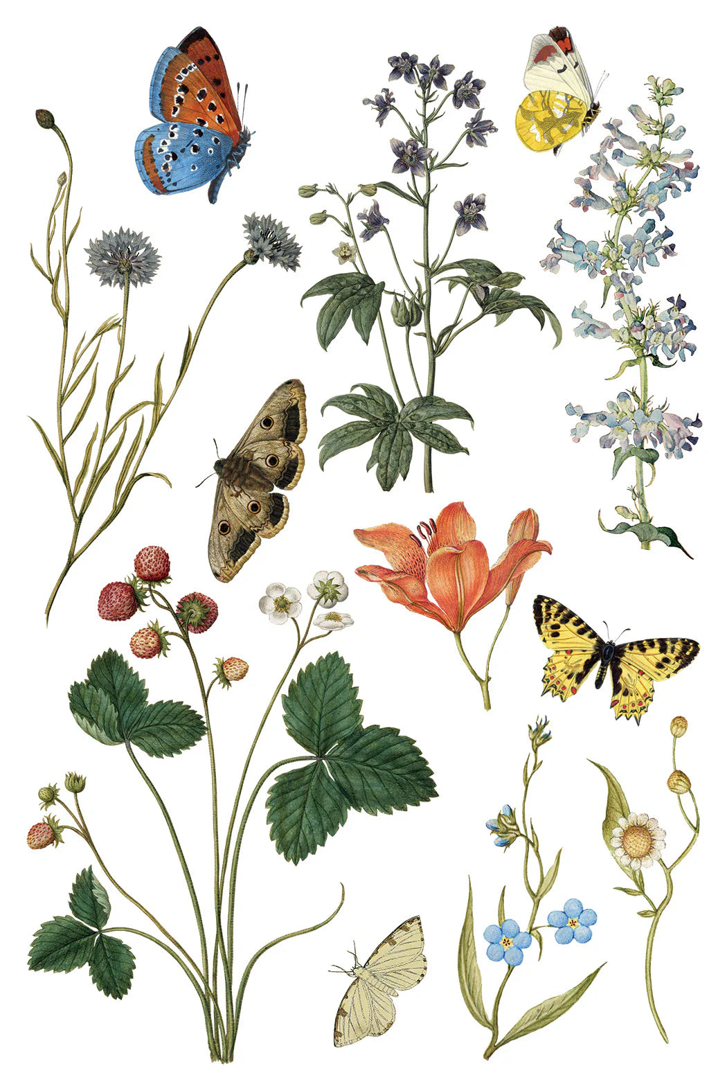 Wilde Bloemen IOD Transfer Pad 8x12